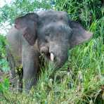 Young male Borneo pygmy elephant, Elephas maximus borneensis, feeding on the banks of Kinabatangan river, Abai, Sabah, Borneo, Malaysia, Indochina, South East Asia.