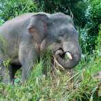 Young male Borneo pygmy elephant, Elephas maximus borneensis, feeding on the banks of Kinabatangan river, Abai, Sabah, Borneo, Malaysia, Indochina, South East Asia.