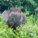 Adult female Borneo pygmy elephant, Elephas maximus borneensis, feeding on the banks of Kinabatangan river, Abai, Sabah, Borneo, Malaysia, Indochina, South East Asia.