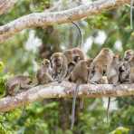 A troop of long-tailed macaques, Macaca fascicularis, and a couple of newborn, busy during the late afternoon grooming. Kinabatangan river, rainforest of Sabah, Borneo, Malaysia, Indochina, South East Asia.