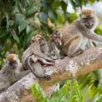 A group of long-tailed macaques, Macaca fascicularis, with a newborn, busy during the late afternoon grooming. Kinabatangan river, rainforest of Sabah, Borneo, Malaysia, Indochina, South East Asia.