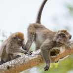 A couple of adult long-tailed macaques, Macaca fascicularis, busy during late afternoon grooming. Kinabatangan river, rainforest of Sabah, Borneo, Malaysia, Indochina, South East Asia.