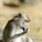 Adult long-tailed macaque male, Macaca fascicularis, having an afternoon spuntino. Kinabatangan river, rainforest of Sabah, Borneo, Malaysia, Indochina, South East Asia.