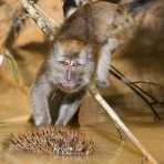 Adult long-tailed macaque, Macaca fascicularis, having fresh fruits for breakfast. Resang river, affluent of Kinabatangan, rainforest of Sabah, Borneo, Malaysia, Indochina, South East Asia.