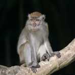 Adult long-tailed macaque, Macaca fascicularis. Kinabatangan river, rainforest of Sabah, Borneo, Malaysia, Indochina, South East Asia.