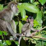 Female long-tailed macaque, Macaca fascicularis, with her newborn. Kinabatangan river, rainforest of Sabah, Borneo, Malaysia, Indochina, South East Asia.