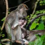 Female long-tailed macaque, Macaca fascicularis, with her newborn. Kinabatangan river, rainforest of Sabah, Borneo, Malaysia, Indochina, South East Asia.