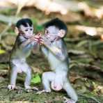 Two newborns long-tailed macaque, Macaca fascicularis,, a male and female busy playing with a fruit. Teneggang Besar river an affluent of Kinabatangan, rainforest of Sabah, Borneo, Malaysia, Indochina, South East Asia.