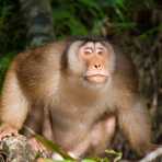 Adult pig-tailed macaque, Macaca nemestrina, on the banks of the Resang river, an affluent of Kinabatangan, rainforest of Sabah, Borneo, Malaysia, South East Asia.