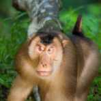 Adult pig-tailed macaque, Macaca nemestrina, on the banks of the Resang river, an affluent of Kinabatangan, rainforest of Sabah, Borneo, Malaysia, South East Asia.