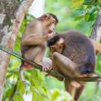 A male and female pig-tailed macaques, Macaca nemestrina, busy during morning grooming, sitting on a man made suspended 