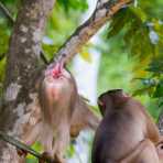 Female pig-tailed macaque, Macaca nemestrina, in 