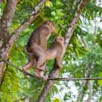 Male and female pig-tailed macaques, Macaca nemestrina, mating early morning on a man made suspended 