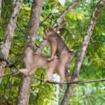 Male and female pig-tailed macaques, Macaca nemestrina, mating early morning on a man made suspended 