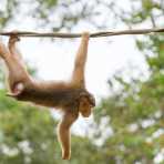 A female pig-tailed macaque, Macaca nemestrina, crossing the Reasang river  on a man made suspended 