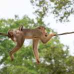 A male pig-tailed macaque, Macaca nemestrina, taking a rest while crossing the Reasang river  on a man made suspended 