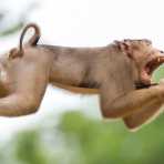 A male pig-tailed macaque, Macaca nemestrina, resting and taking a big yawn while crossing the Reasang river  on a man made suspended 