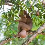 A sick male pig-tailed macaque, Macaca nemestrina, suffering from a large testicular elephantitis, on a tree on the banks of the Reasang river, an affluent of the Kinabatangan . Rainforest of Sabah, Borneo, Malaysia, South East Asia.