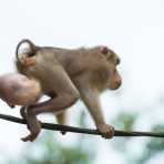 A sick male pig-tailed macaque, Macaca nemestrina, suffering from a large testicular elephantitis, crossing the Reasang river  on a man made suspended 