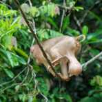 A sick male pig-tailed macaque, Macaca nemestrina, suffering from a large testicular elephantitis, crossing the Reasang river  on a man made suspended 