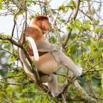 A large and powerful proboscis monkey, Nasalis larvatus, a mature male can fetch up to  25kg (55lbs), probably the leader of the troop, just before sunset, resting on a tree on the riverbank of the Kinabatangan river, rainforest of Sabah, Borneo, Malaysia, Indochina, South East Asia.