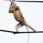 A large and powerful proboscis monkey, Nasalis larvatus, a mature male can fetch up to  25kg (55lbs), probably the leader of the troop, crossing the Managol river, an affluent of the Kinabatangan, on a man made suspended 