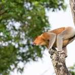 A large and powerful proboscis monkey, Nasalis larvatus, a mature male can fetch up to  25kg (55lbs), probably the leader of the troop, ready to jump to another tree. Riverbank of the Kinabatangan river, rainforest of Sabah, Borneo, Malaysia, Indochina, South East Asia.