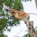 A large and powerful proboscis monkey, Nasalis larvatus, a mature male can fetch up to  25kg. (55lbs.), probably the leader of the troop, taking a big jump to another tree. Riverbank of the Kinabatangan river, rainforest of Sabah, Borneo, Malaysia, Indochina, South East Asia.