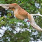 A large and powerful proboscis monkey, Nasalis larvatus, a mature male can fetch up to  25kg (55lbs), probably the leader of the troop, flying  from tree to tree, showing his virility. Riverbank of the Kinabatangan river, rainforest of Sabah, Borneo, Malaysia, Indochina, South East Asia.