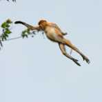 A young female proboscis monkey, Nasalis larvatus, flying  from tree to tree. Riverbank of the Kinabatangan river, rainforest of Sabah, Borneo, Malaysia, Indochina, South East Asia.