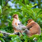 A couple of young proboscis monkey, Nasalis larvatus, male and female, busy during late afternoon grooming, on a tree on the riverbank of the Kinabatangan river, rainforest of Sabah, Borneo, Indochina, Malaysia, South East Asia.