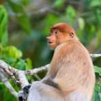 A young female proboscis monkey, Nasalis larvatus, just before sunset, resting on a tree on the riverbank of the Kinabatangan river, rainforest of Sabah, Borneo, Malaysia, Indochina, South East Asia.