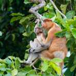 A female proboscis monkey, Nasalis larvatus, with her newborn, just before sunset, resting on a tree on the riverbank of the Kinabatangan river, rainforest of Sabah, Borneo, Malaysia, Indochina, South East Asia.