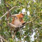 A female proboscis monkey, Nasalis larvatus, with her newborn, just before sunset, resting on a tree on the riverbank of the Kinabatangan river, rainforest of Sabah, Borneo, Malaysia, Indochina, South East Asia.