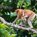 A female proboscis monkey, Nasalis larvatus, with her newborn, just before sunset, the riverbank of the Kinabatangan river, rainforest of Sabah, Borneo, Malaysia, Indochina, South East Asia.