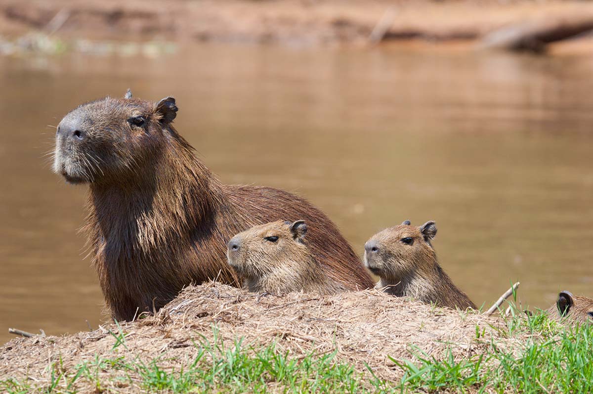 Capybara_2009_0002.jpg