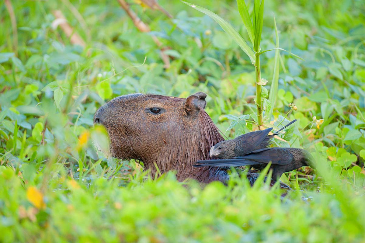 Capybara_2009_0013.jpg