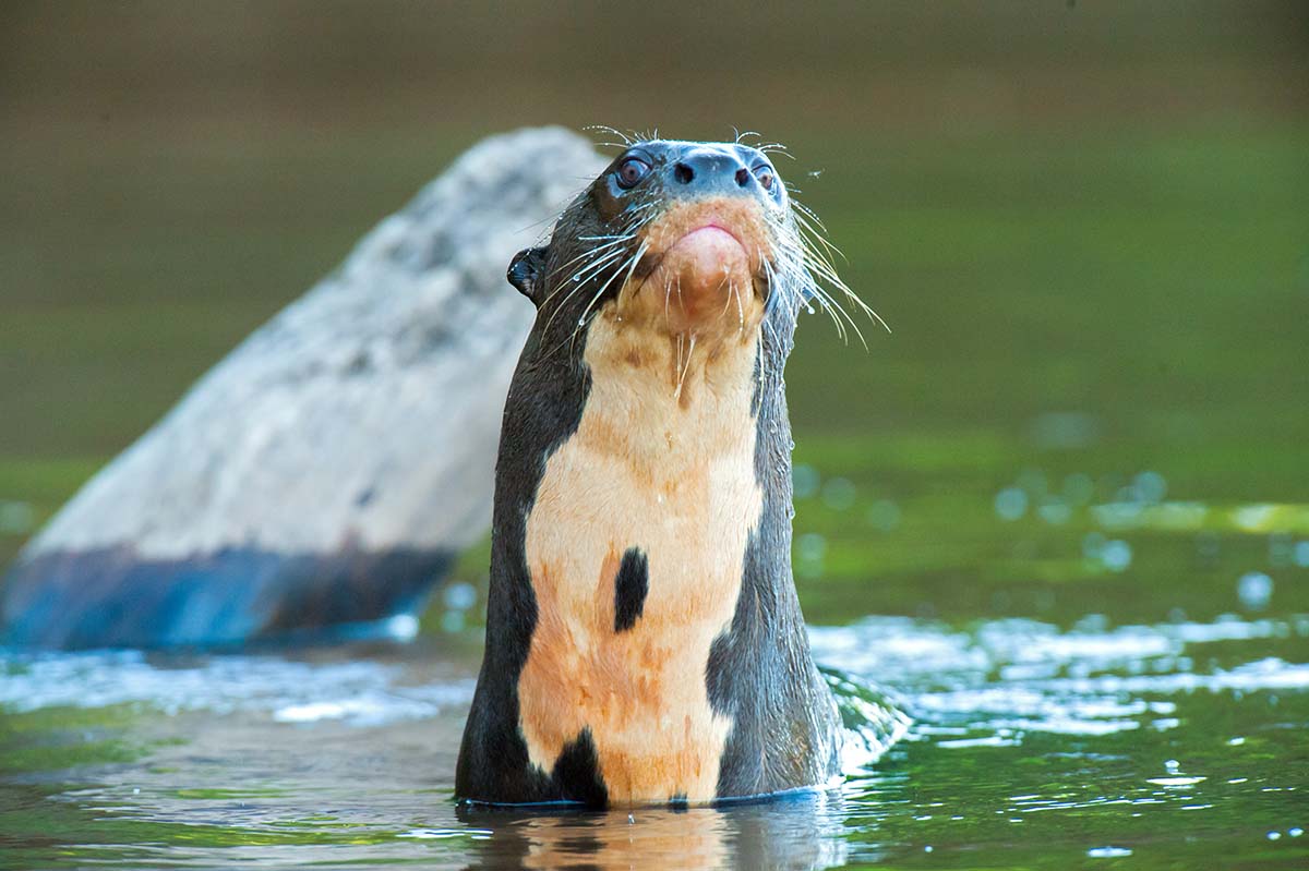 Giant_otter_2009_0041.jpg