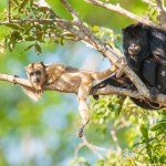 Black_howler_monkey_2009_0010.jpg