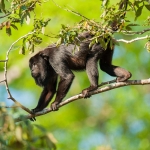 Black_howler_monkey_2009_0012.jpg