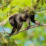 Black_howler_monkey_2009_0012.jpg