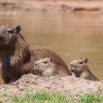 Capybara_2009_0002.jpg