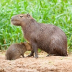Capybara_2009_0007.jpg
