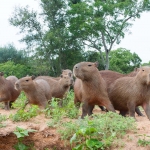 Capybara_2009_0009.jpg