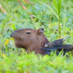 Capybara_2009_0013.jpg