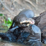 Giant_otter_2009_0004.jpg