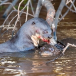 Giant_otter_2009_0010.jpg