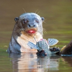 Giant_otter_2009_0026.jpg