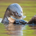 Giant_otter_2009_0028.jpg