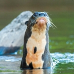 Giant_otter_2009_0041.jpg